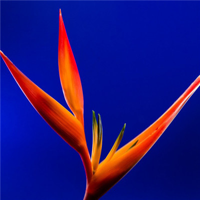 微信优雅花朵头像，优雅清丽的鹤望兰图片