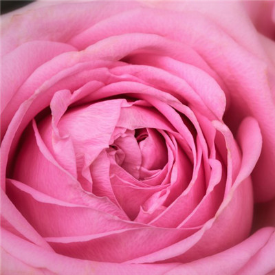 玫瑰花头像，好看粉红色的玫瑰图片