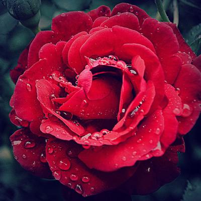 玫瑰微信头像高清图片，微信表达爱的很不错的