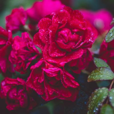 玫瑰微信头像高清图片，微信表达爱的很不错的
