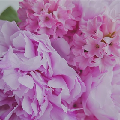 粉色康乃馨微信头像 唯美淡雅的康乃馨图片