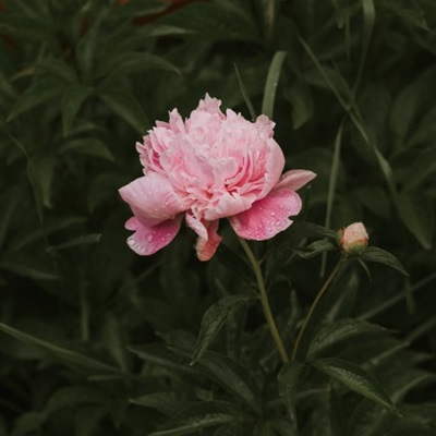 粉色康乃馨微信头像 唯美淡雅的康乃馨图片