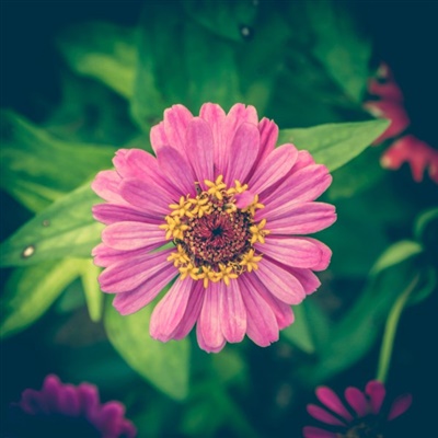 五颜六色的漂亮唯美花朵微信头像图片