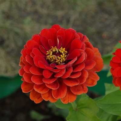 五颜六色的漂亮唯美花朵微信头像图片