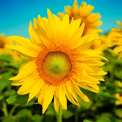 什么花做微信头像最好，其实向日葵花不错