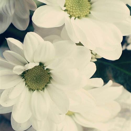 微信头像花朵唯美高清艳丽，送给喜欢养花的朋友