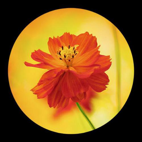 最适合微信头像的图片，超美的花朵组图16P