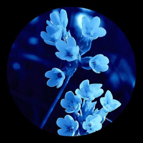 最适合微信头像的图片，超美的花朵组图16P