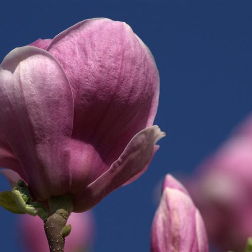 微信头像漂亮花朵好看的高清玉兰花图片