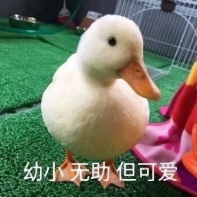 鸭鸭表情包头像