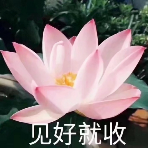 老年人荷花头像带字