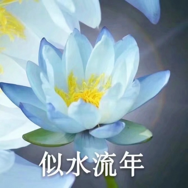 老年人荷花头像带字