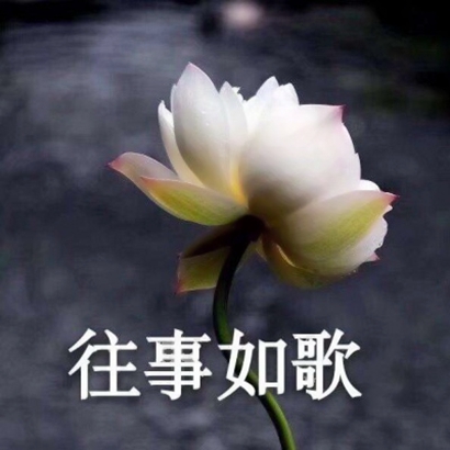 莲花头像带字图片