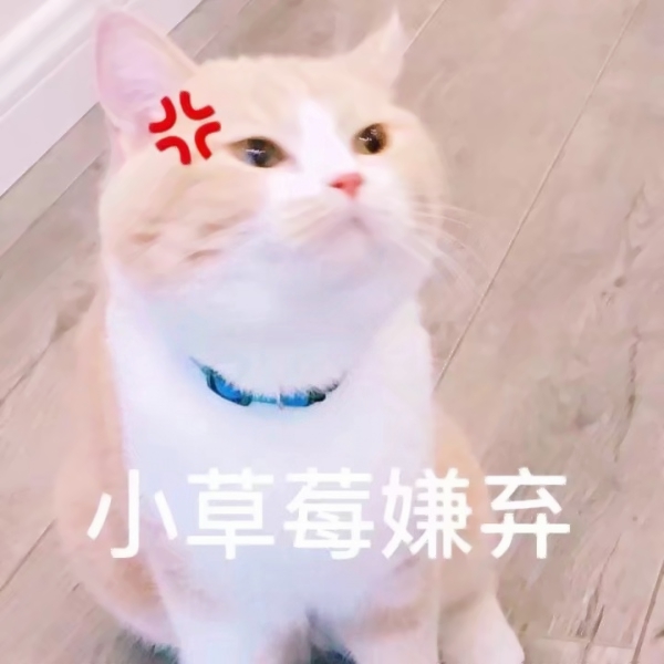 猫咪文字头像图片