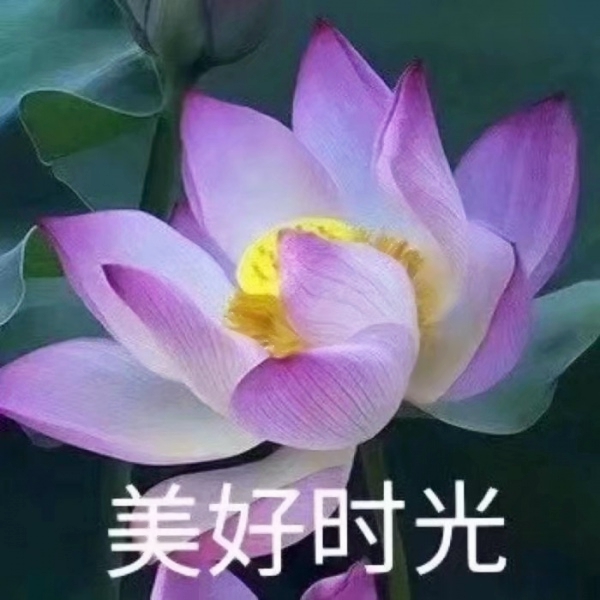 老年人荷花头像带字