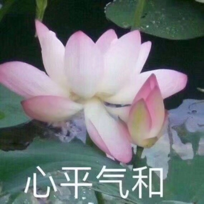 莲花头像带字图片