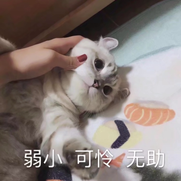 猫咪文字头像图片