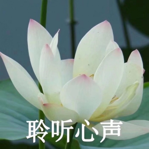 老年人荷花头像带字