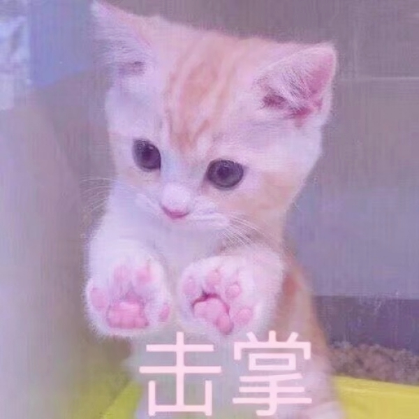 猫咪文字头像图片