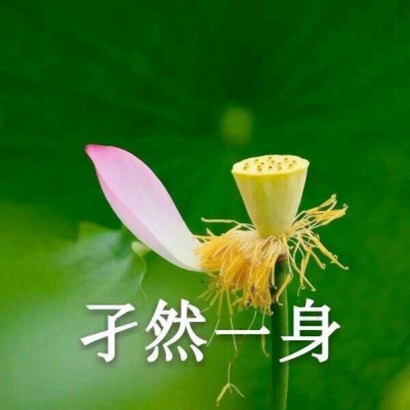 莲花头像带字图片