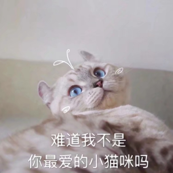 猫咪文字头像图片