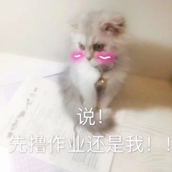 猫咪文字头像图片