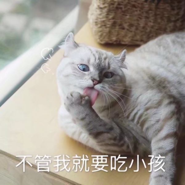 猫咪文字头像图片