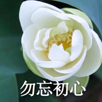 莲花头像带字图片