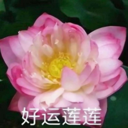 莲花头像带字图片