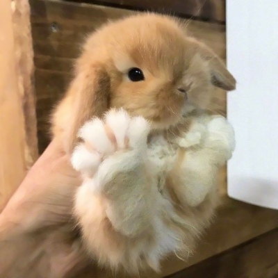 可爱兔子头像高清 可爱真实的小兔子超级可爱