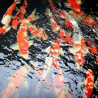 今天到生态园给大家拍的可爱的小金鱼QQ头像图片,各种颜色都有