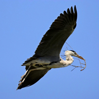 大型水边鸟类苍鹭图片,又称灰鹭,好看飞翔的苍鹭