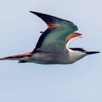 在天空飞翔的燕鸥,张开大大的翅膀飞向远方