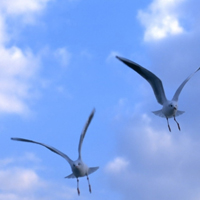 翱翔于碧海蓝天的赤麻鸭,海鸥