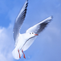 翱翔于碧海蓝天的赤麻鸭,海鸥