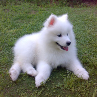 可爱的萨摩耶犬高清QQ头像图片,白色的太好看了