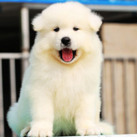 可爱的萨摩耶犬高清QQ头像图片,白色的太好看了