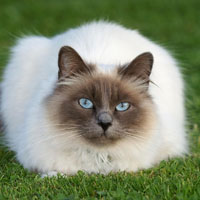 暹罗猫可爱QQ头像图片,罗猫是世界著名的短毛猫