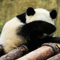 淘气的熊猫头像图片,国宝黑白色太可爱了