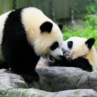 淘气的熊猫头像图片,国宝黑白色太可爱了