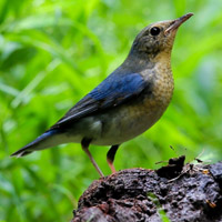 蓝歌鸲鸟类,可爱的小鸟你一定会迷上它的吧