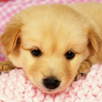 可爱狗狗图片头像,黄色的,白色的,红褐色的