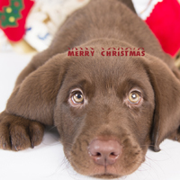 拉布拉多圣诞图片头像,安静的狗狗也是讨人爱的