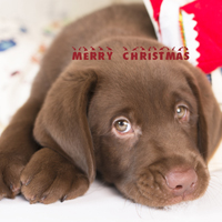 拉布拉多圣诞图片头像,安静的狗狗也是讨人爱的