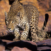 微信动物头像,非洲野生动物图片