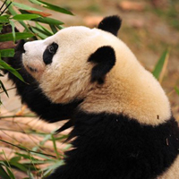 大熊猫微信头像,真实大熊猫头像,可爱大熊猫微信头像图片