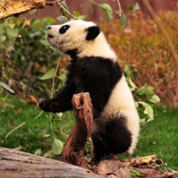大熊猫微信头像,真实大熊猫头像,可爱大熊猫微信头像图片