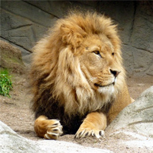 雄狮微信头像 最帅气的威武的雄狮图片