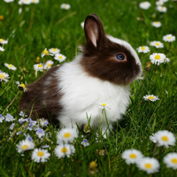 可爱兔子头像,萌萌好看的兔子头像图片