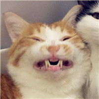 爱情不光是人的也是动物的,动物情侣头像猫狗